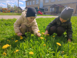Наблюдение за одуванчиками Наблюдение за одуванчиками.